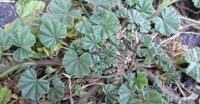 Malva parviflora